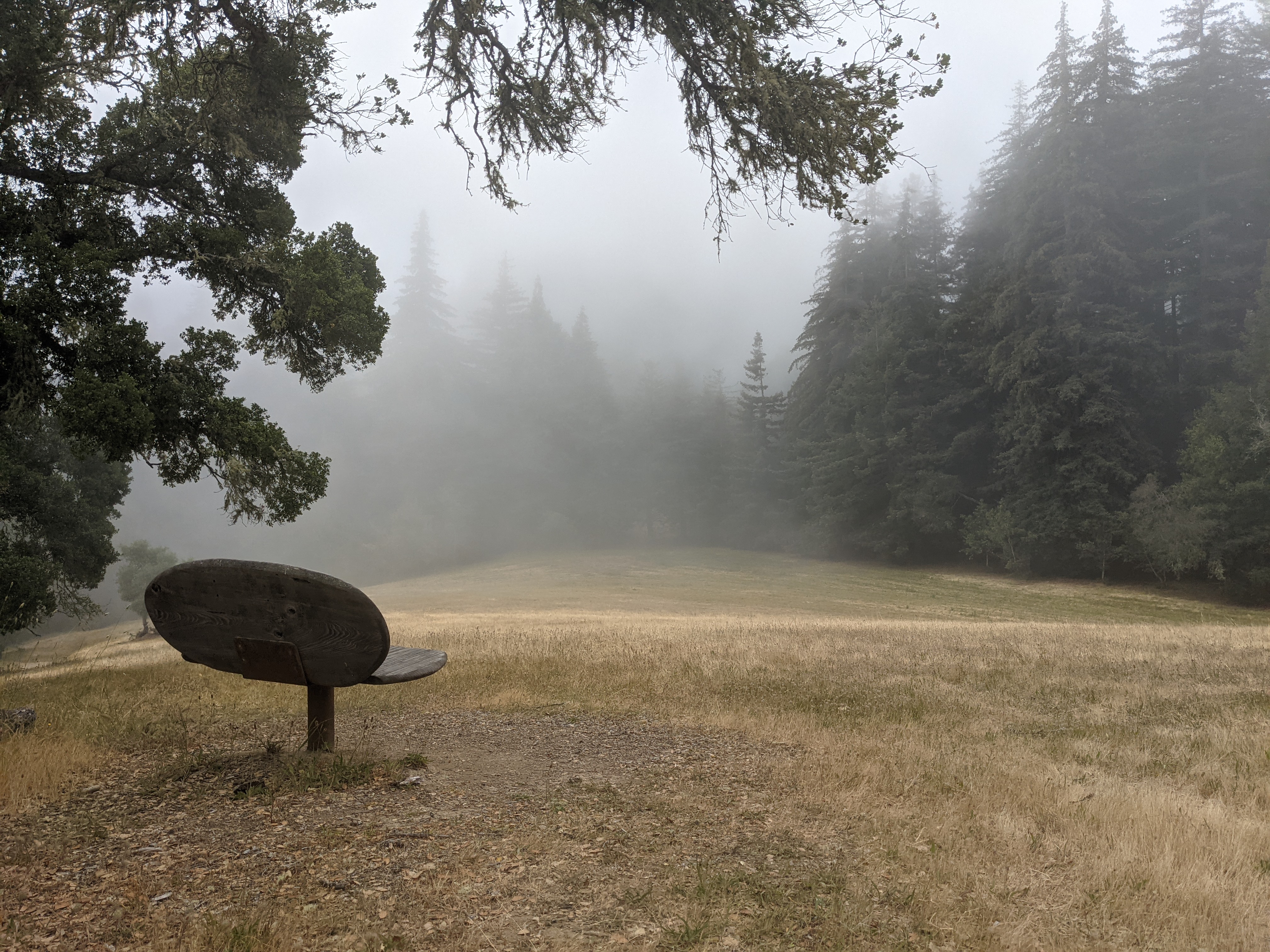 A foggy meadow in Big Sur