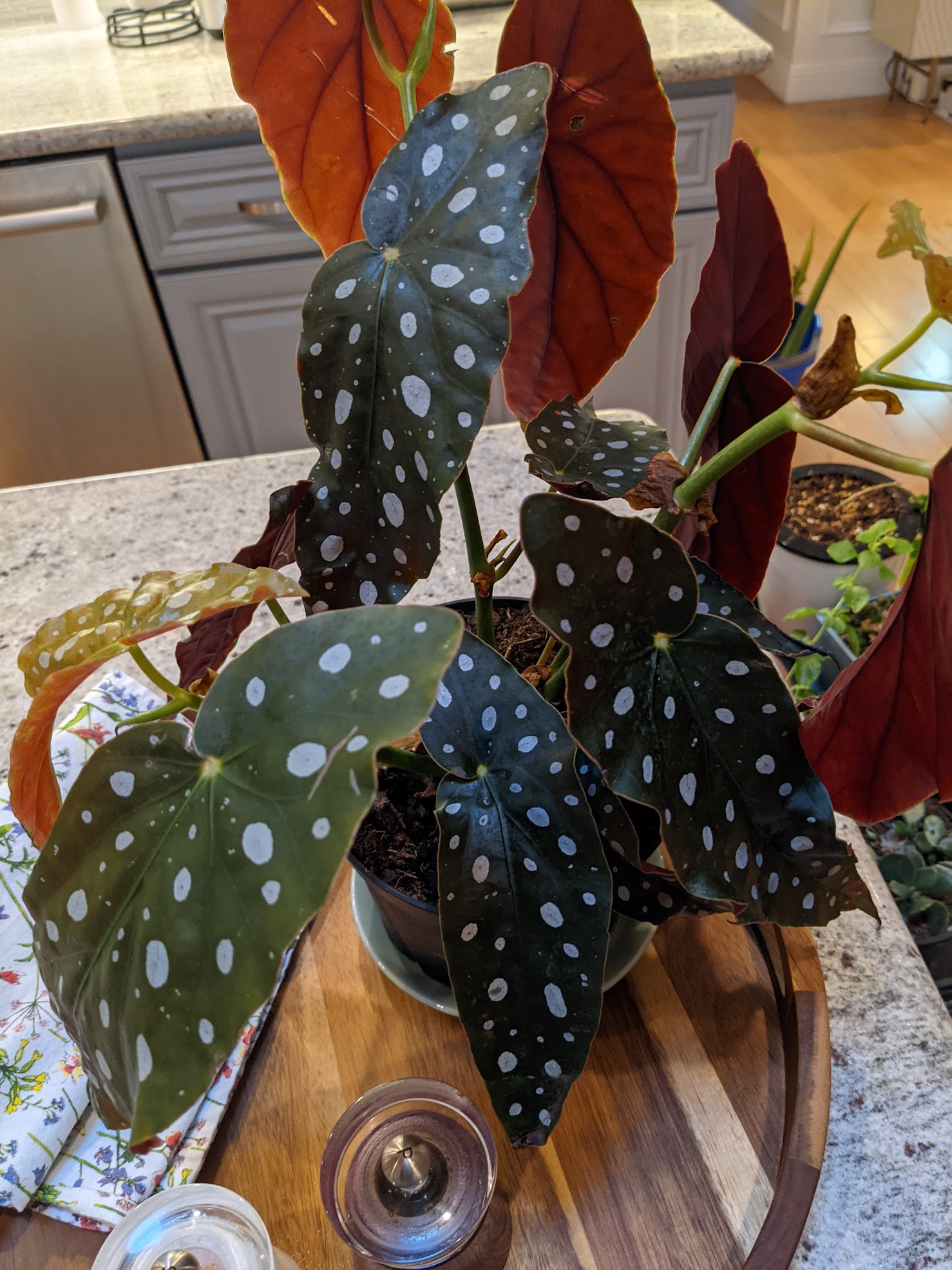 A polkadot begonia I acquired