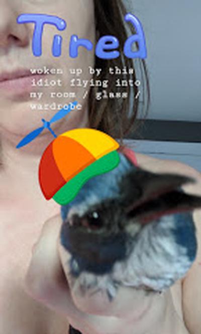Instagram story of bird rescue