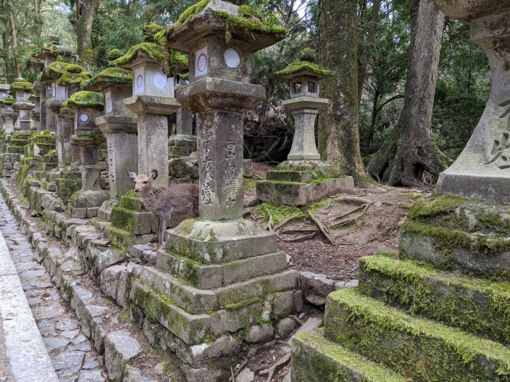 If you bow at a Nara deer, it bows back in exchange for a treat